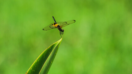 Rhyothemis Phyllis Dragonfly (Yellow-striped Flutterer) Perched on a Twig: A Detailed Close-Up in its Natural Habitat