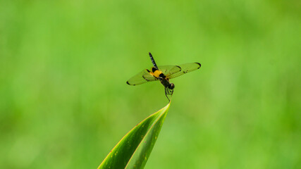 Rhyothemis Phyllis Dragonfly (Yellow-striped Flutterer) Perched on a Twig: A Detailed Close-Up in its Natural Habitat