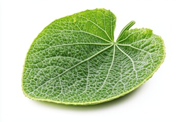 Fototapeta premium Single vibrant green leaf isolated on white background detailed macro photography plant fresh flora