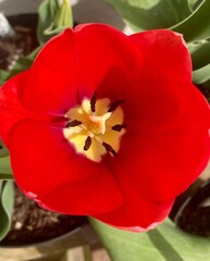 "A serene Japanese garden with cherry blossoms, koi ponds, and stone lanterns under soft morning mist, creating a peaceful harmony."

