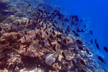 marine life in the Red Sea Egypt, hurghada