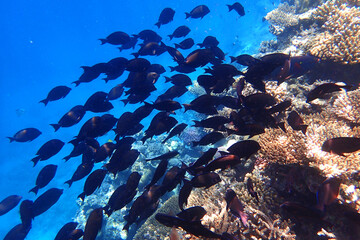 marine life in the Red Sea Egypt, hurghada
