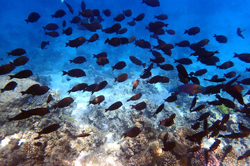 marine life in the Red Sea Egypt, hurghada