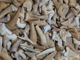 shark tooth fossil