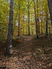 old autumn birch forest
