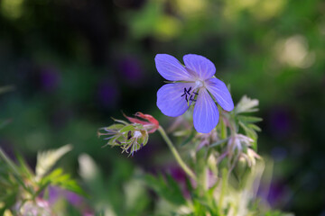 北海道由仁町、ブルーの優美な花を咲かせるゲラニウム・プラテンセ【7月】