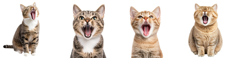 Collage of cute and playful cats with open mouths and vocal expressions