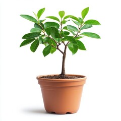 Obraz premium Small Green Plant in Terracotta Pot Against White Background