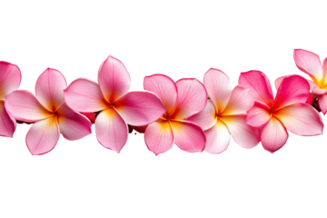 Frangipani flower garland transparent image ideal for beach party invitations Hawaiian event promotional materials