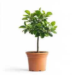 Obraz premium Small Potted Plant with Lush Green Foliage Against White Background