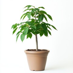 Obraz premium Small Potted Tree with Vibrant Green Leaves Against White Background