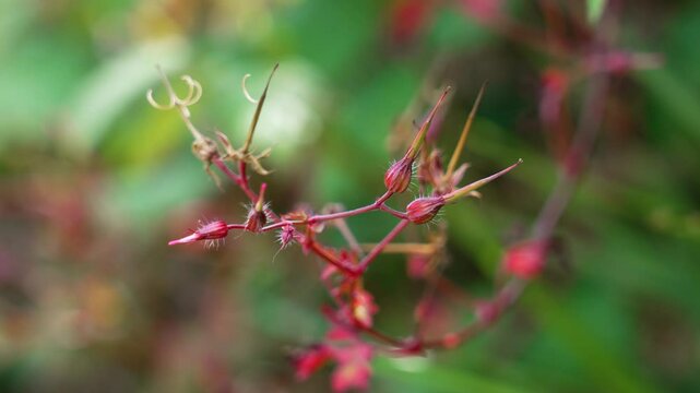 Geranium robertianum blooming plant or herb-robert flowers buds in spring day