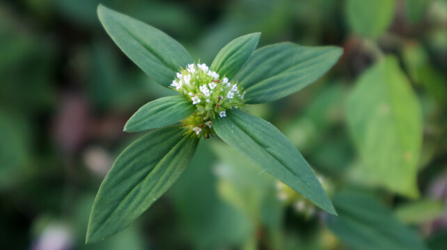 Spermacoce or Alternanthera flower. Delicate white blooms, green leaves. Natural detail. Perfect for botanical, nature studies