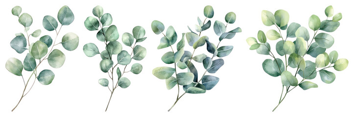 PNG Elegant watercolor eucalyptus leaves, element set on transparent background
