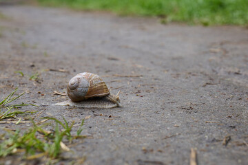 snail on the road