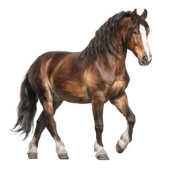 Obraz premium Majestic Brown Horse Portrait , isolated on white background PNG cut out