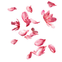 Delicate Pink Flower Petals Falling , isolated on white background PNG cut out
