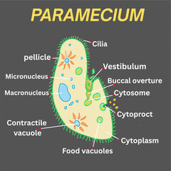 PARAMECIUM with parts labelled science illustration.eps