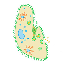 paramoecium isolated on white background science illustration.eps