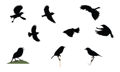 African stonechat bird Silhouette Design  And Vector Illustration. 