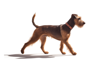 Medium dog walking forward in studio