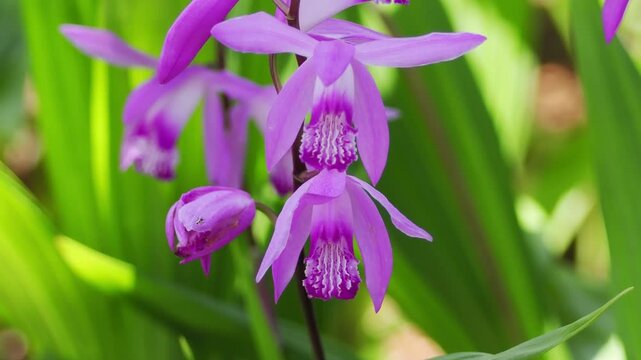 風に揺れるシランの花