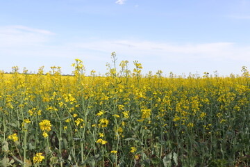 Sunny Agricultural Landscape with Rapeseed Blossoms. Rapeseed Field in Bloom Under Blue Sky. Yellow Flowering Canola Field in Spring
