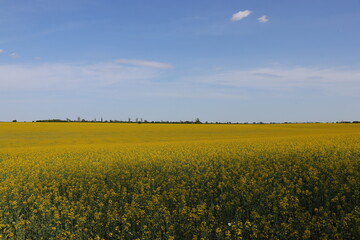 Obraz premium Sunny Agricultural Landscape with Rapeseed Blossoms. Rapeseed Field in Bloom Under Blue Sky. Yellow Flowering Canola Field in Spring