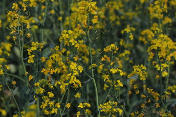Sunny Agricultural Landscape with Rapeseed Blossoms. Rapeseed Field in Bloom Under Blue Sky. Yellow Flowering Canola Field in Spring