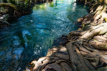 Tropical trees roots in swamp forest and crystal clear water stream canal at Tha Pom Klong Song Nam mangrove wetland Krabi Thailand Beautiful nature view