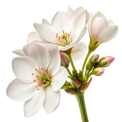 Obraz premium Bergenia flower png pink flower png ornamental plant png garden flower png blooming flower png perennial flower png white background image