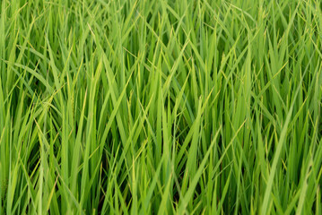 Close up view of vibrant green rice plants in a field, Nature background