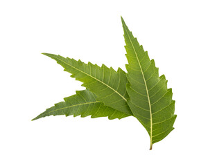 Fresh green neem leaves isolated on transparent background