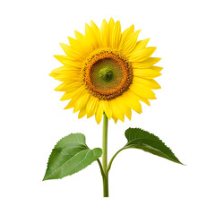 Stylized Representation of a Bright Sunflower with Green Leaves