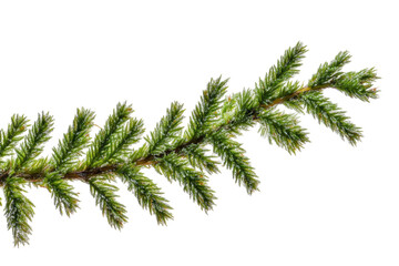 Naklejka premium Detail of an Evergreen Branch with Lush Green Needles and a Transparent Background