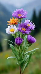 Vibrant and Colorful Wildflowers in Bloom Against a Scenic Background
