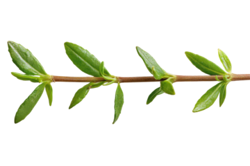 Fresh Green Leaves on a Branch Isolated on a Transparent Background with Subtle Details