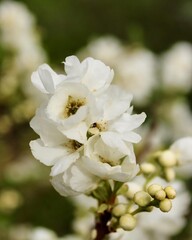 "A sunlit garden bursting with crimson roses, purple hydrangeas, and golden marigolds, where butterflies dance amidst the fragrant blossoms."

