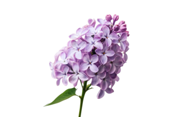 lilac isolated on white background