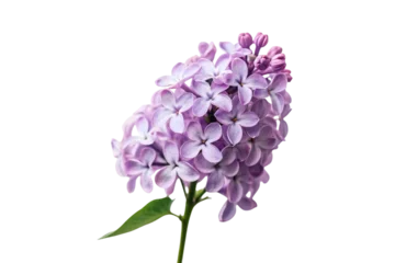 Rolgordijnen zonder boren lilac isolated on white background © Nur