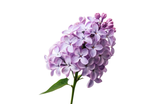 lilac isolated on white background