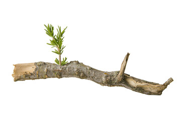 Fototapeta premium Sprouting Branch With Small Green Node Emerging From Weathered Wood Branch Against Transparent Background