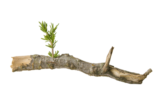 Sprouting Branch With Small Green Node Emerging From Weathered Wood Branch Against Transparent Background