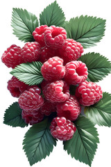 raspberry with leaves, on white background