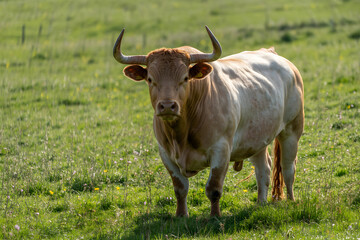 A powerful bull stands proudly in a lush green meadow under the sunlight