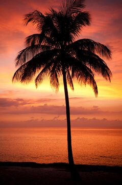 Silhouette of a palm tree on a tropical beach at sunset, Maria la Gorda, Pinar del Rio, Cuba