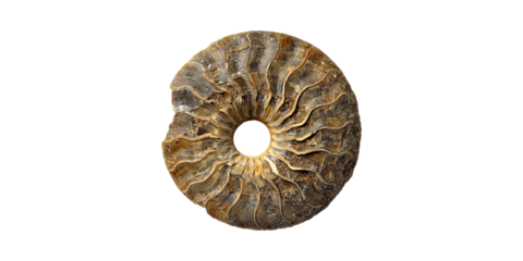 Fossilized Ammonite Shell. Ancient Marine Life And Geological History Isolated On Transparent Background