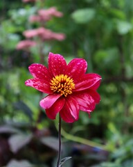 "A vibrant garden blooming with rainbow-hued roses, sun-kissed daisies, and lavender clusters, buzzing bees hovering under golden afternoon light."

