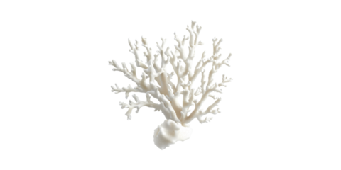 Coral Branch. Marine Life And Ocean Conservation Symbol Isolated On Transparent Background
