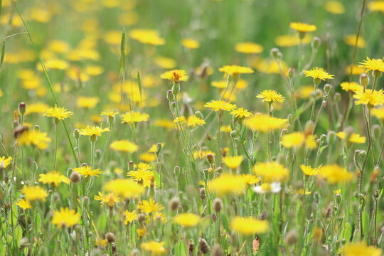 bristly hawksbeard (crepis setosa haller) flowers in the meadow
